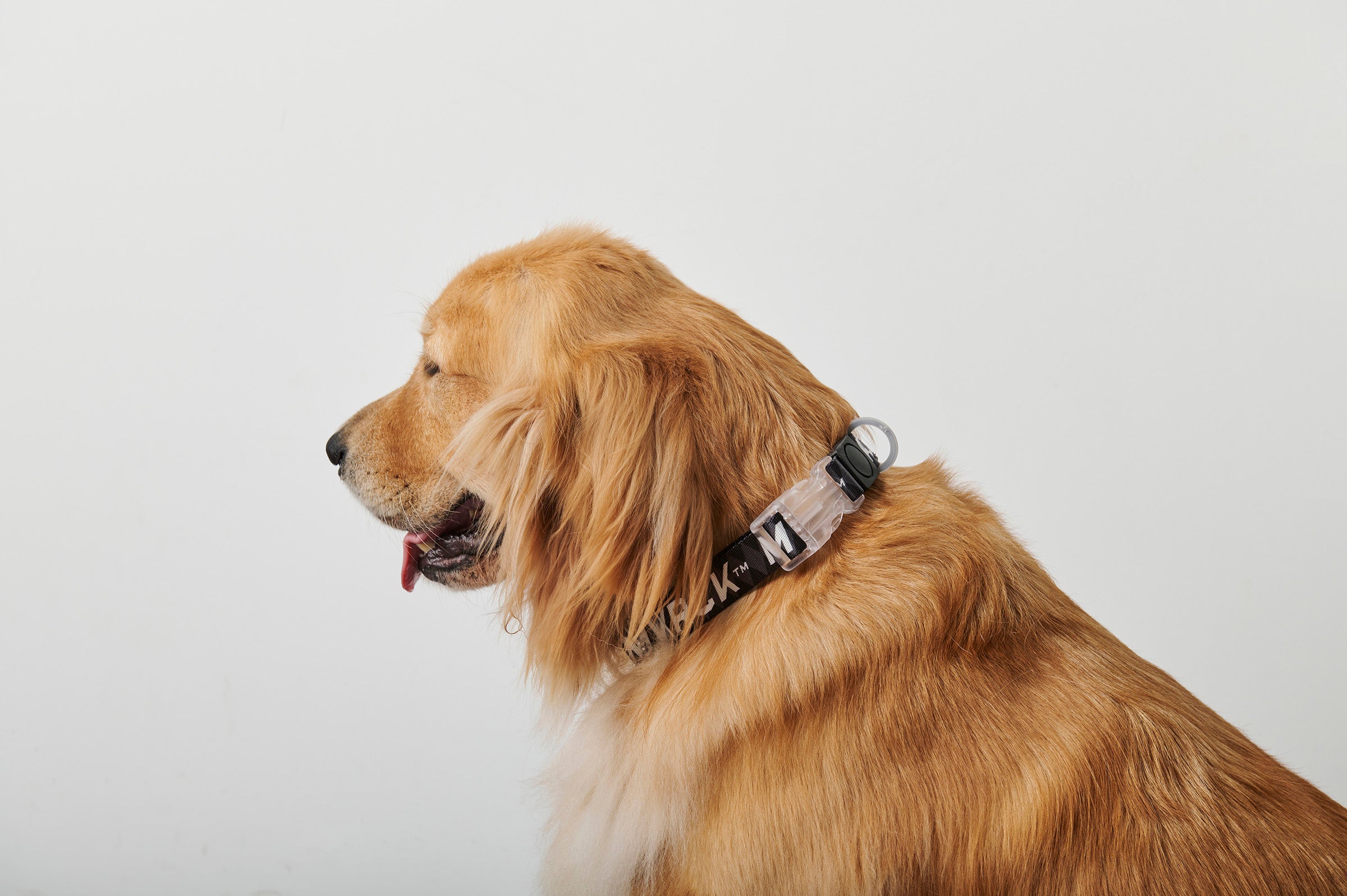 Dog Collar