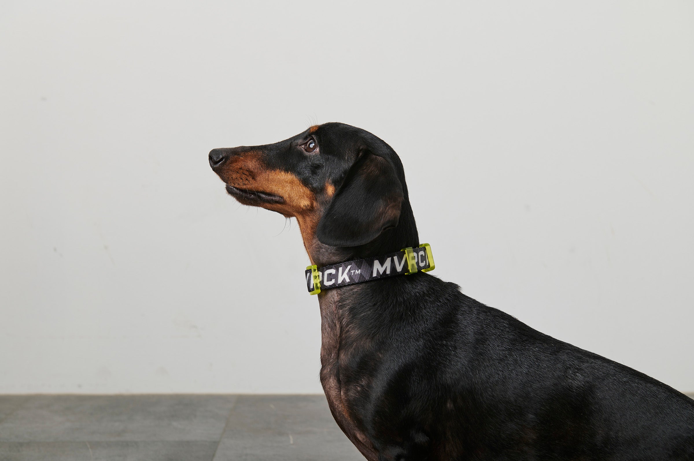 Dog Collar