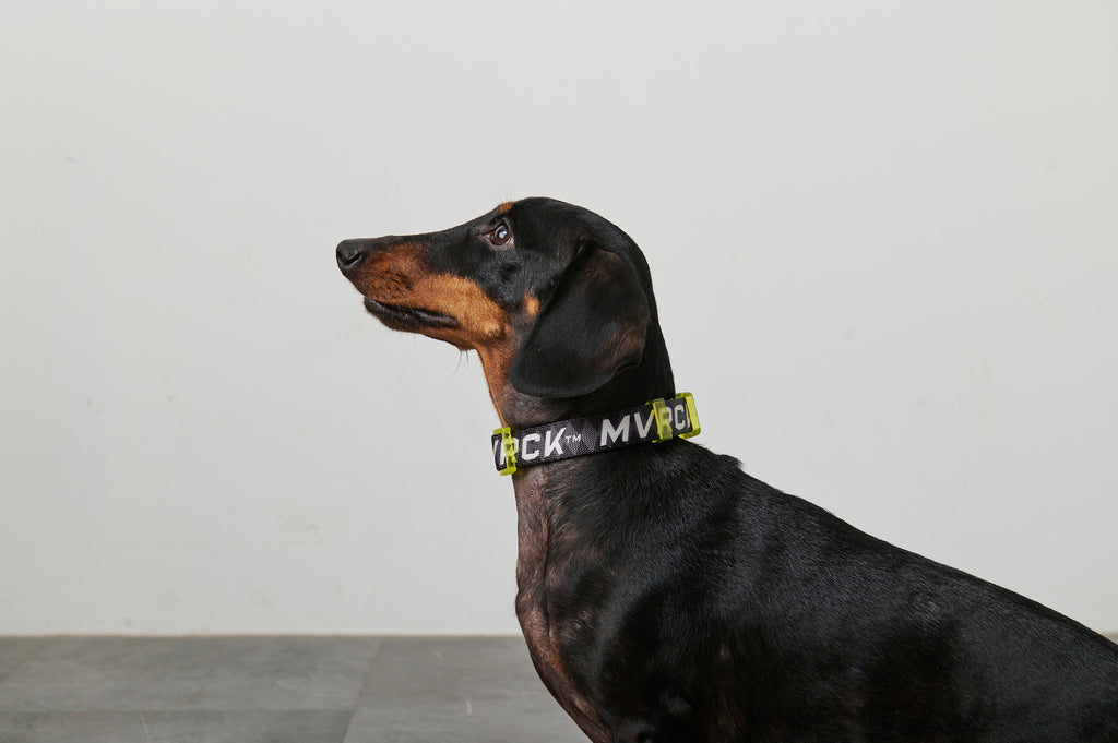Dog Collar