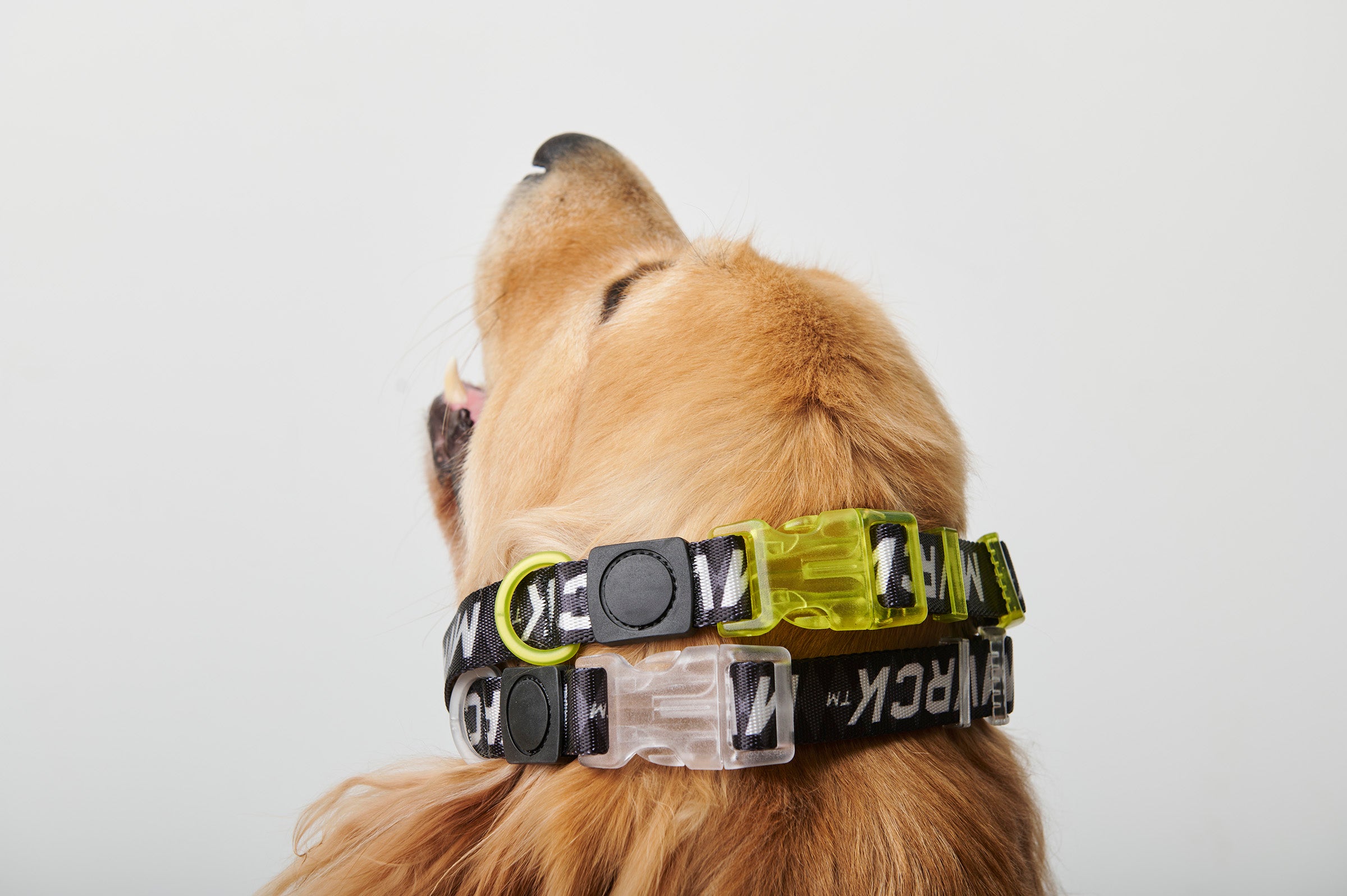 Dog Collar
